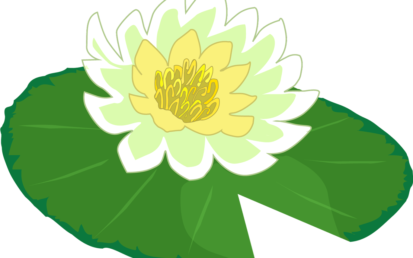 Blooming Water Lily Illustration PNG Image