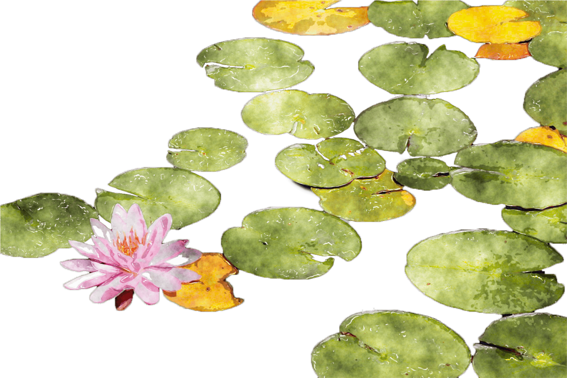 Blooming Water Lily Pond PNG Image