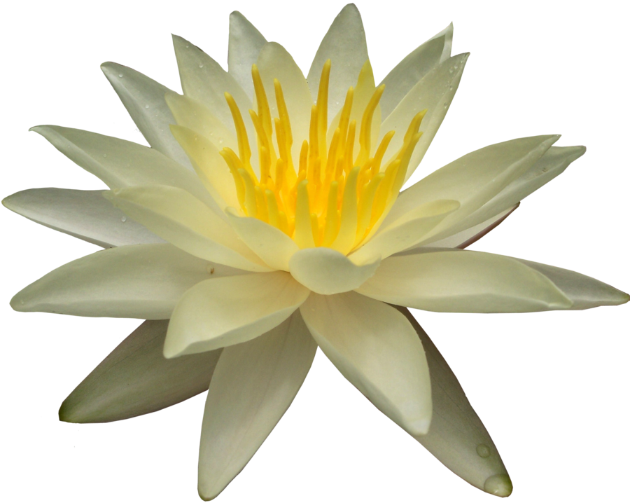 Blooming Water Lily Transparent Background PNG Image