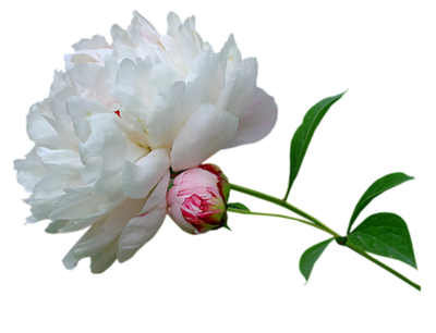 Blooming White Peony Flower PNG Image