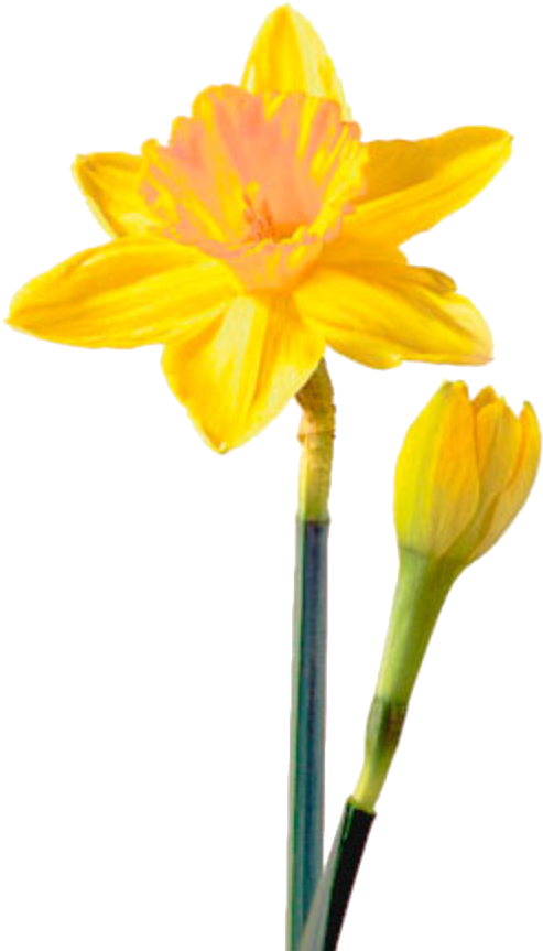 Blooming Yellow Daffodil Flower PNG Image