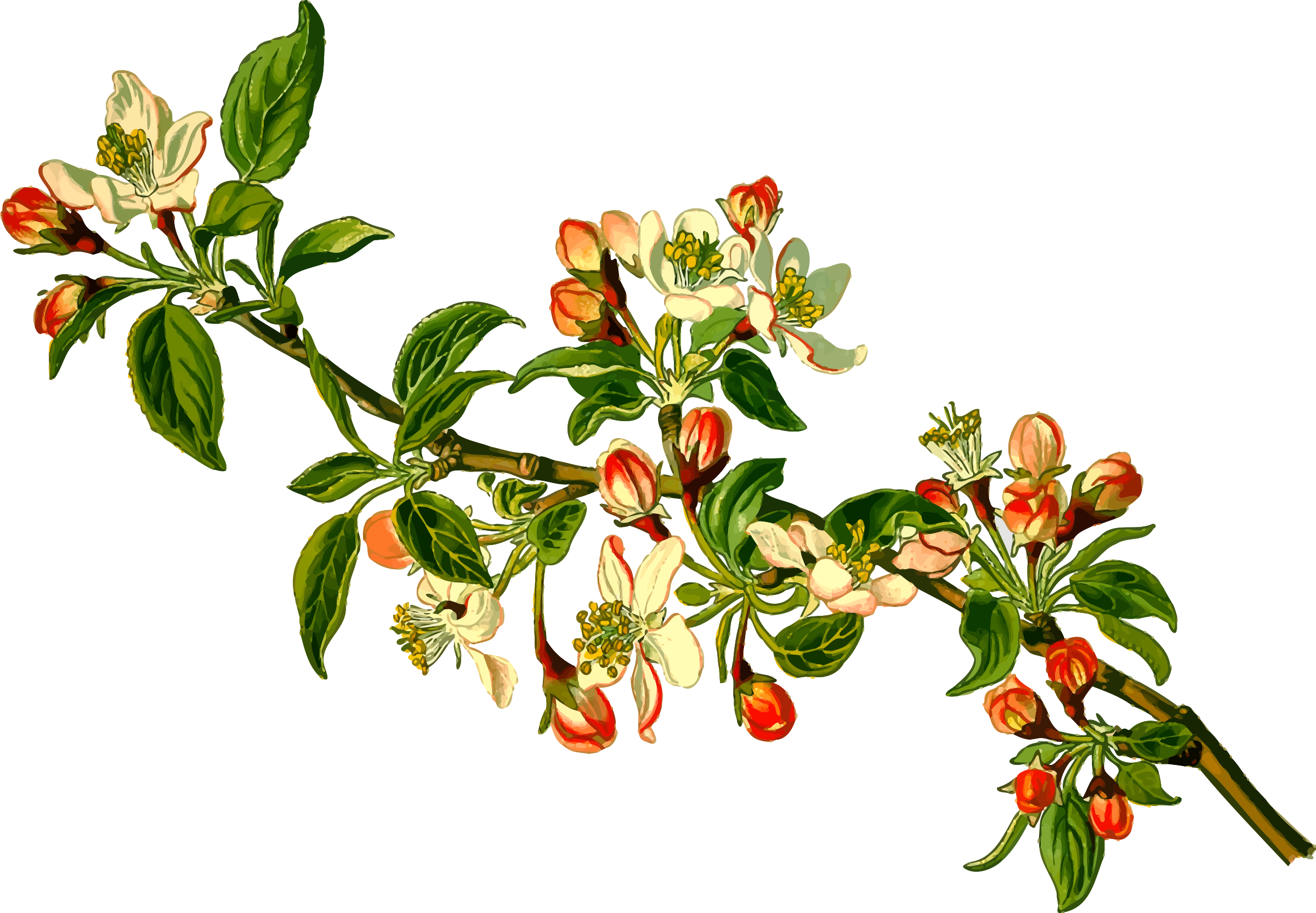 Blossoming Apple Branches.png PNG Image