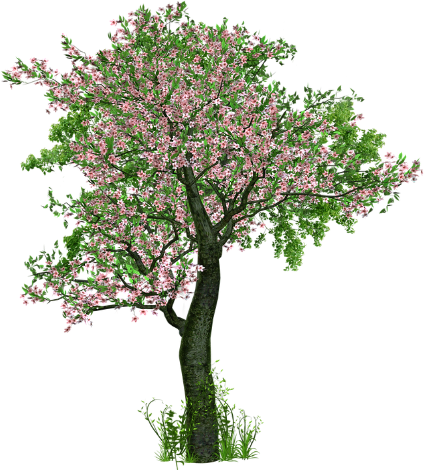 Blossoming Pink Flower Tree PNG Image