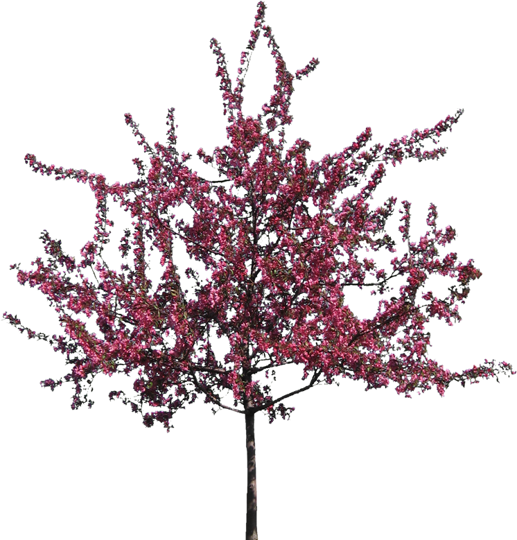 Blossoming Pink Flower Tree PNG Image