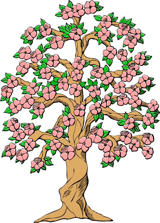 Blossoming Pink Flower Tree Illustration PNG Image