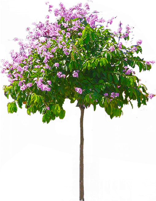 Blossoming Pink Tree Graphic PNG Image