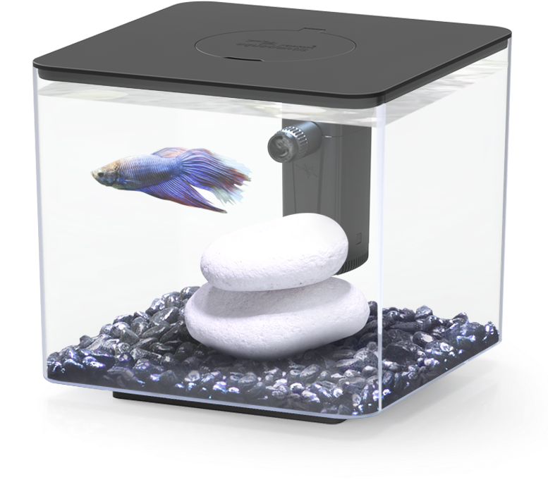 Blue Betta Fishin Aquarium PNG Image