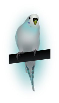 Blue Budgie Illustration PNG Image