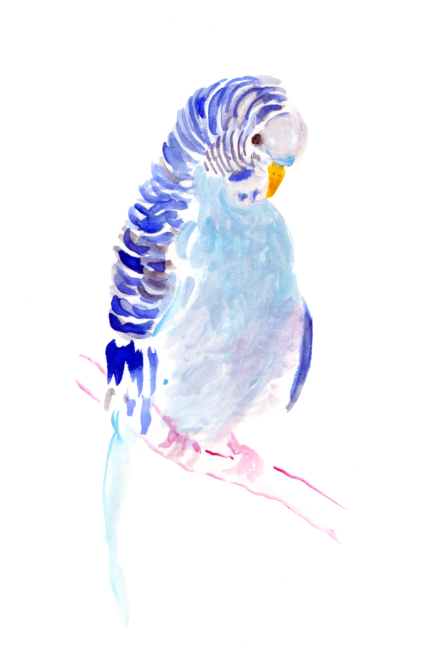 Blue Budgie Watercolor Artwork PNG Image