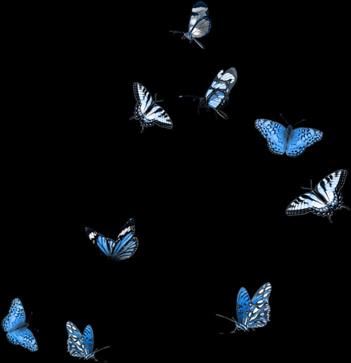 Blue_ Butterflies_ Black_ Background PNG Image