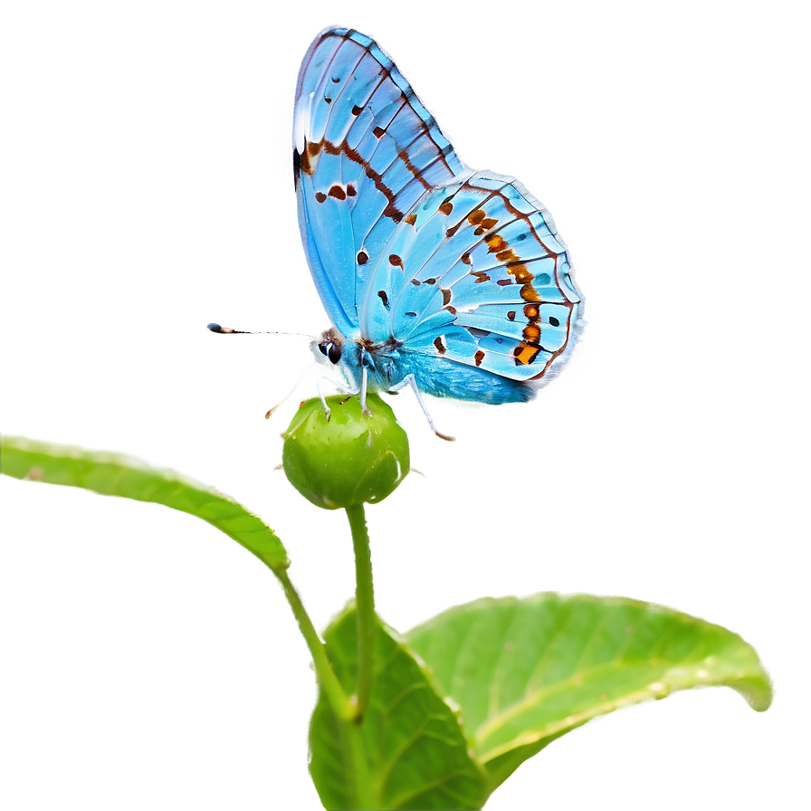 Blue Butterfly In Sunlight Png Ibp PNG Image