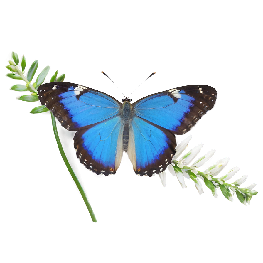 Blue Butterfly In The Wild Png Ycy PNG Image