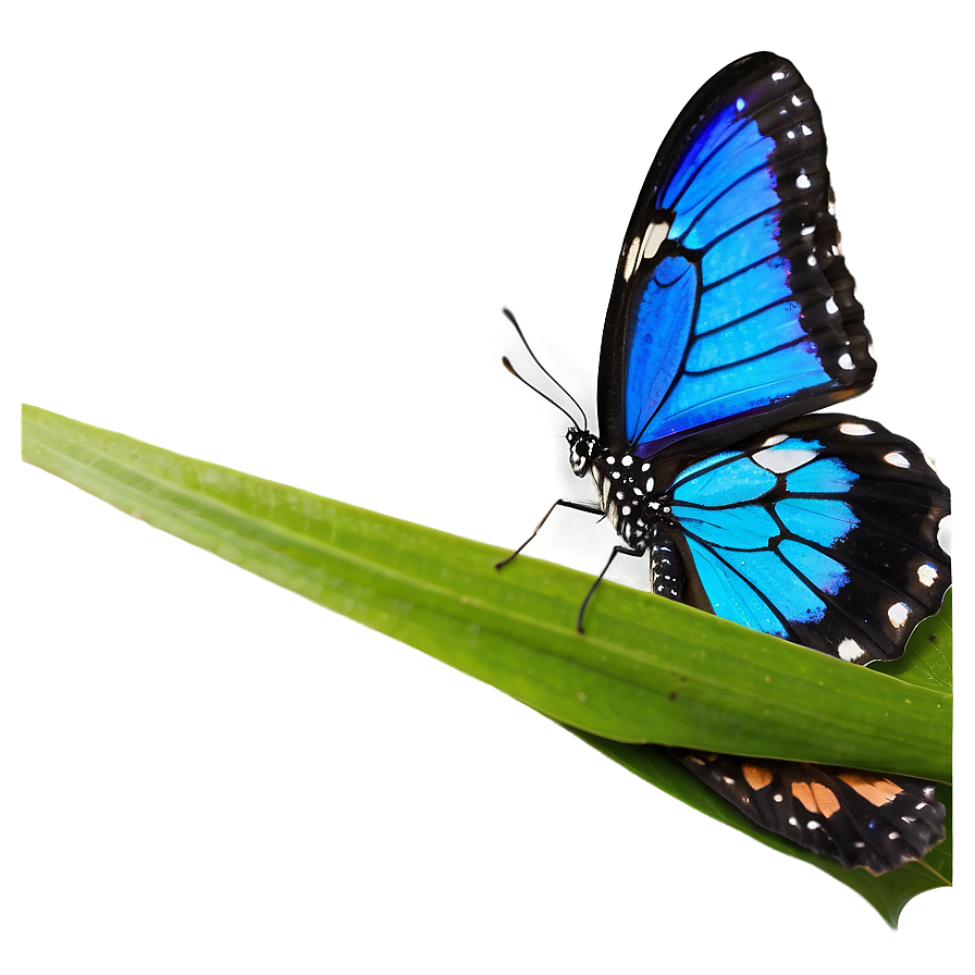 Blue Butterfly On Blue Background Png 05212024 PNG Image