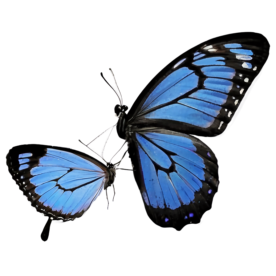 Blue Butterfly Silhouette Png 05212024 PNG Image