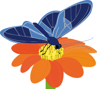 Blue Butterflyon Orange Flower PNG Image