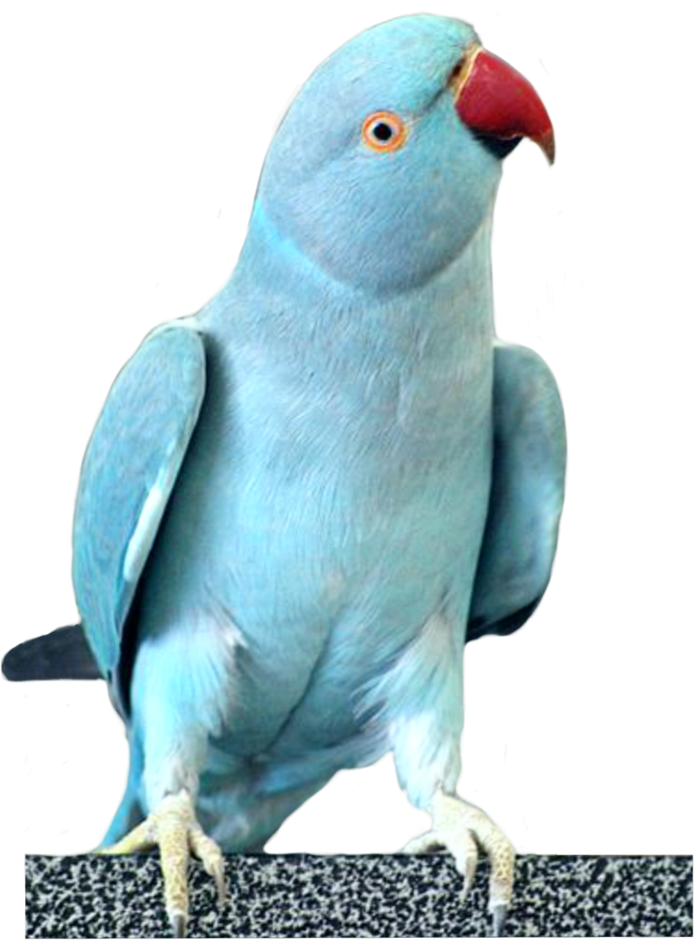 Blue Cockatoo Portrait PNG Image