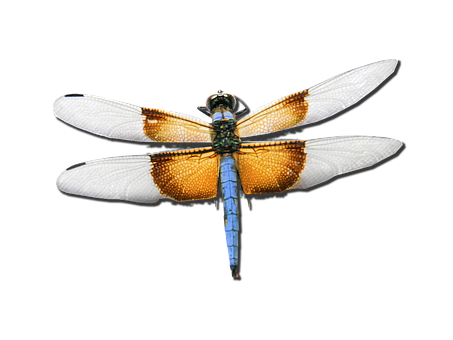 Blue Dragonfly Black Background PNG Image