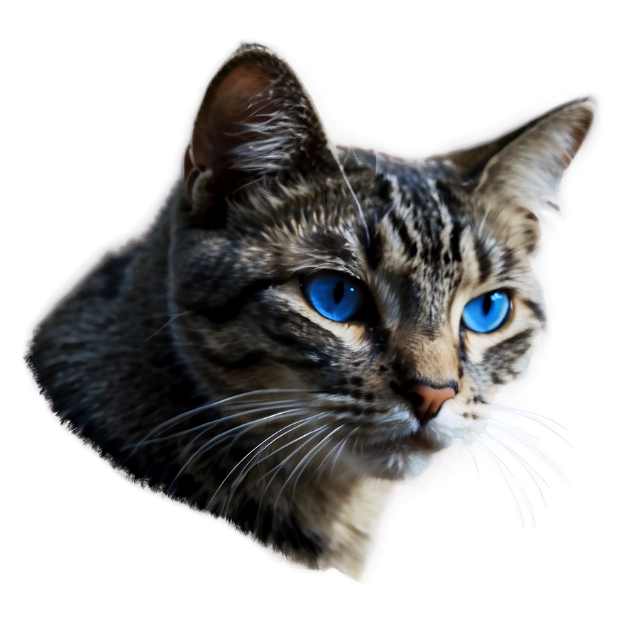 Blue-eyed Cat Picture Png 1 PNG Image