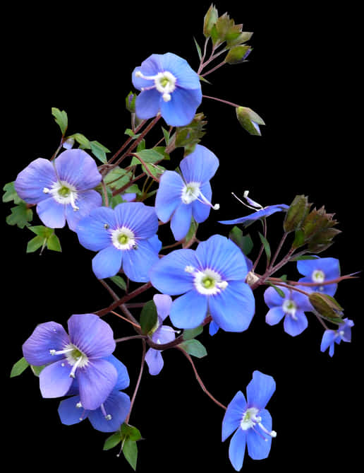 Blue Flowers Black Background PNG Image