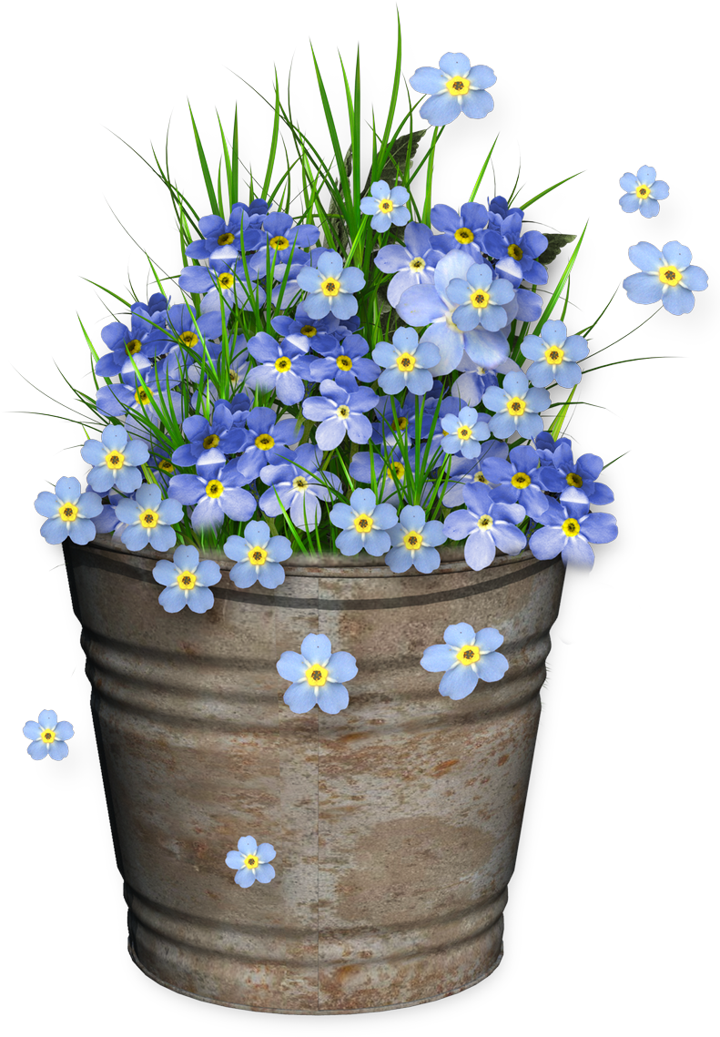 Blue Forget Me Notsin Rustic Pot PNG Image