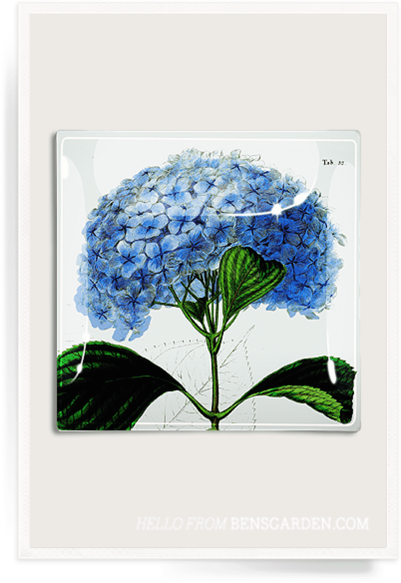 Blue Hydrangea Illustration PNG Image