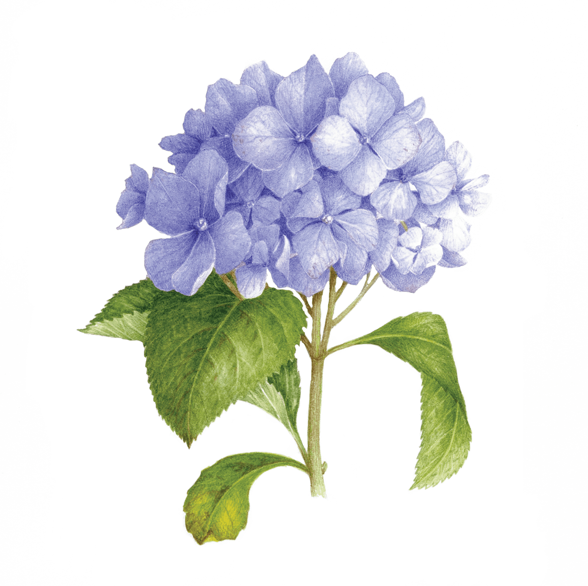 Blue Hydrangea Illustration PNG Image