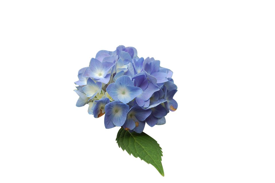 Blue Hydrangea Isolatedon Gray Background PNG Image