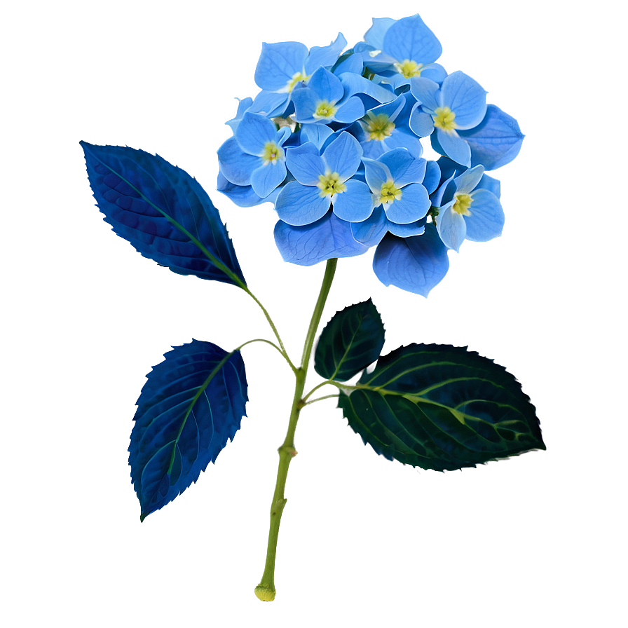 Blue Hydrangea Png 05242024 PNG Image