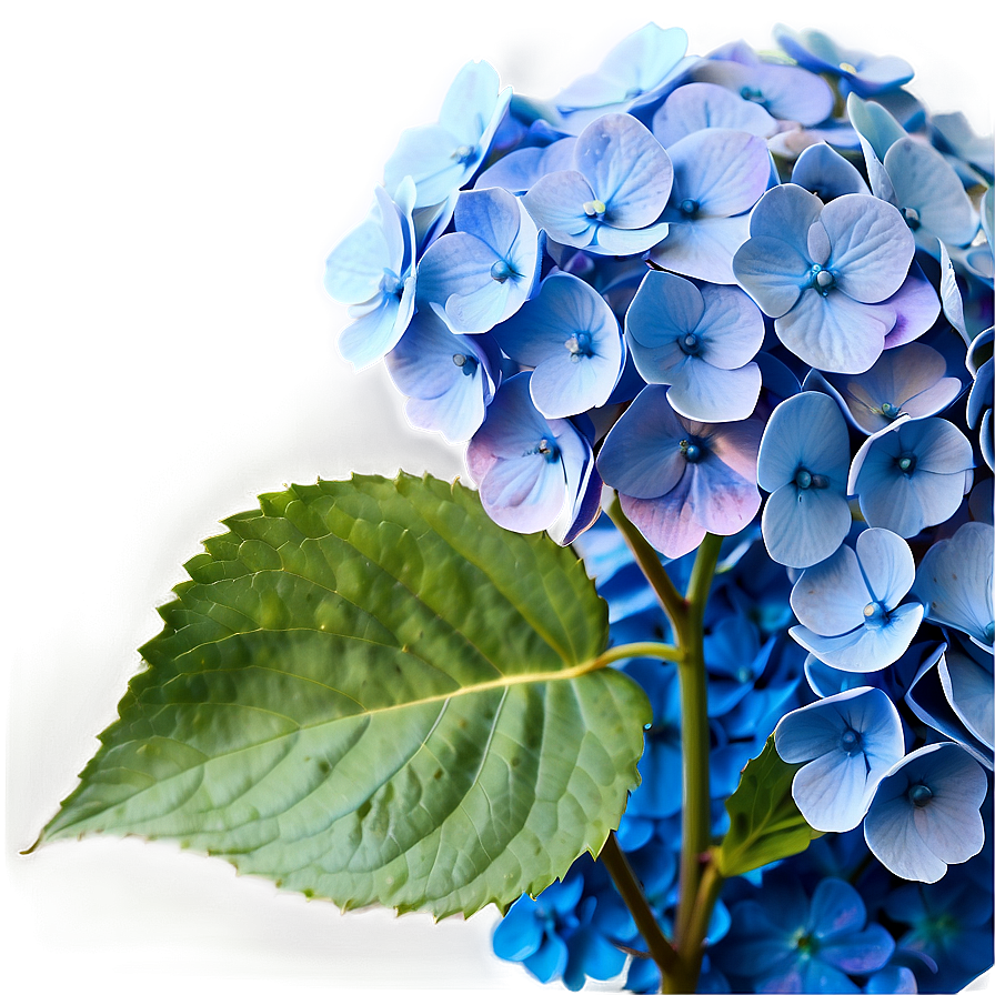 Blue Hydrangea Png Wsg PNG Image