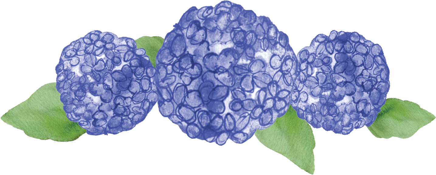 Blue Hydrangea Watercolor Illustration PNG Image