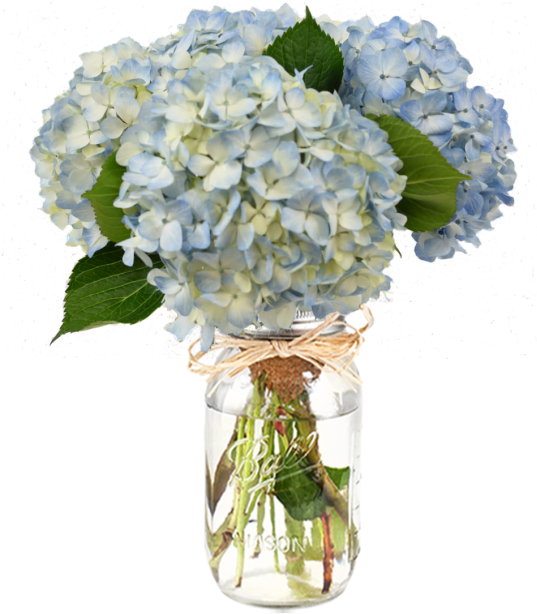 Blue Hydrangeasin Mason Jar PNG Image