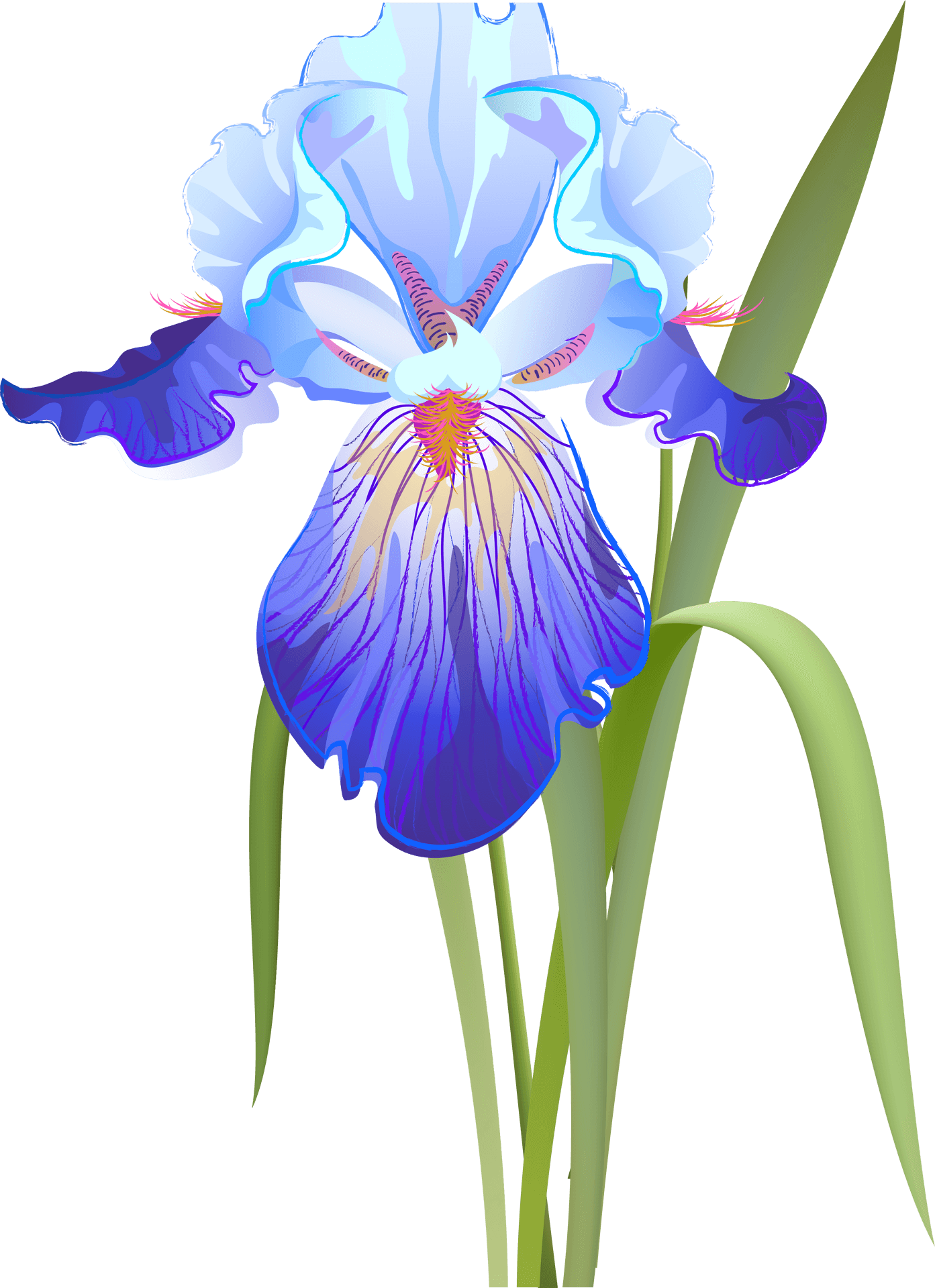 Blue Iris Flower Illustration PNG Image