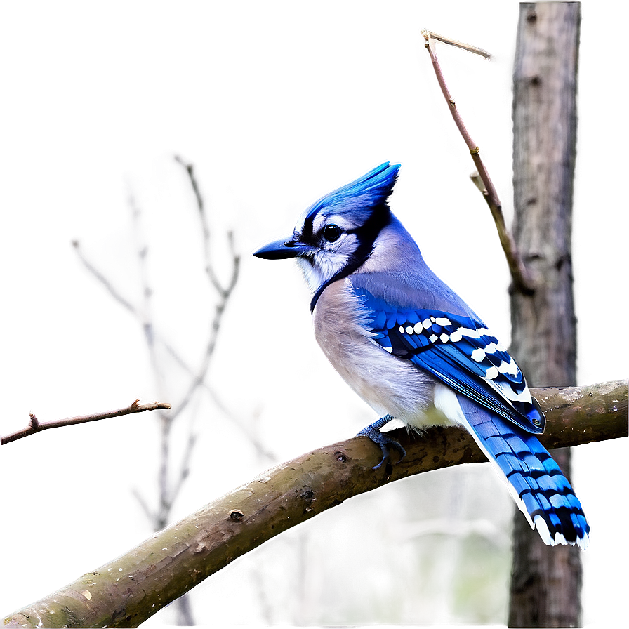 Blue Jay In Spring Png Wfb PNG Image