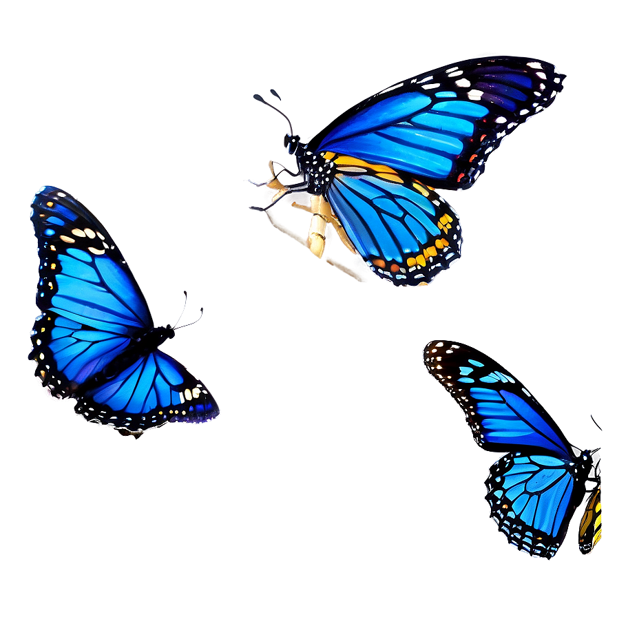 Blue Monarch Butterflies Png 06132024 PNG Image