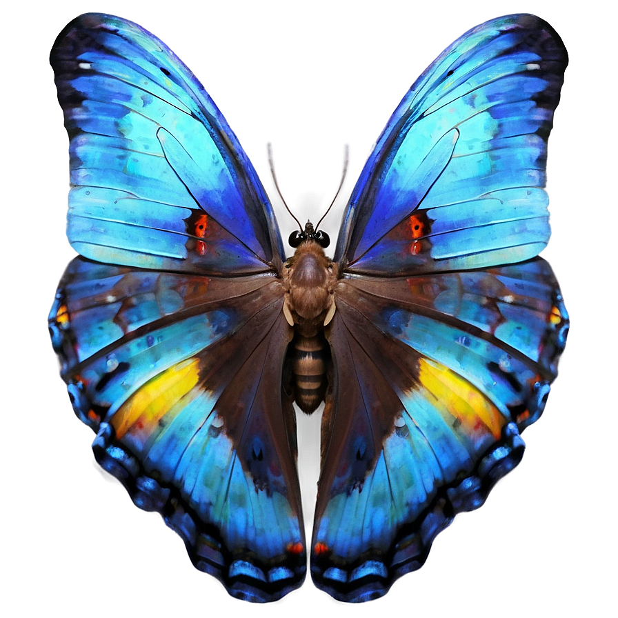 Blue Morpho Butterfly Png Npm9 PNG Image