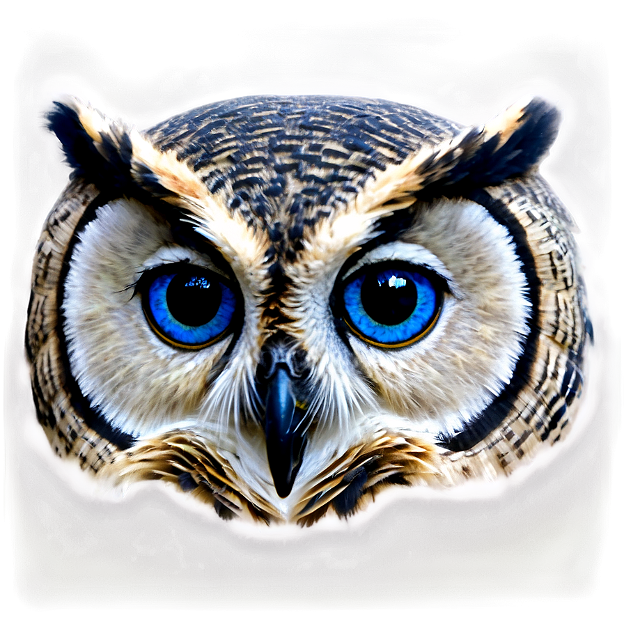 Blue Owl Eyes Png Ntw20 PNG Image