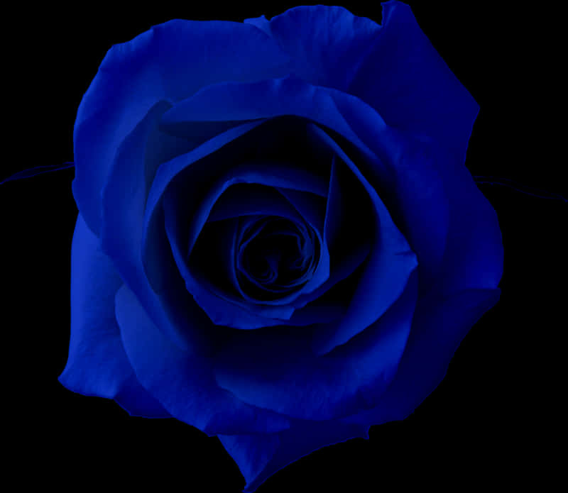 Blue Rose Black Background PNG Image