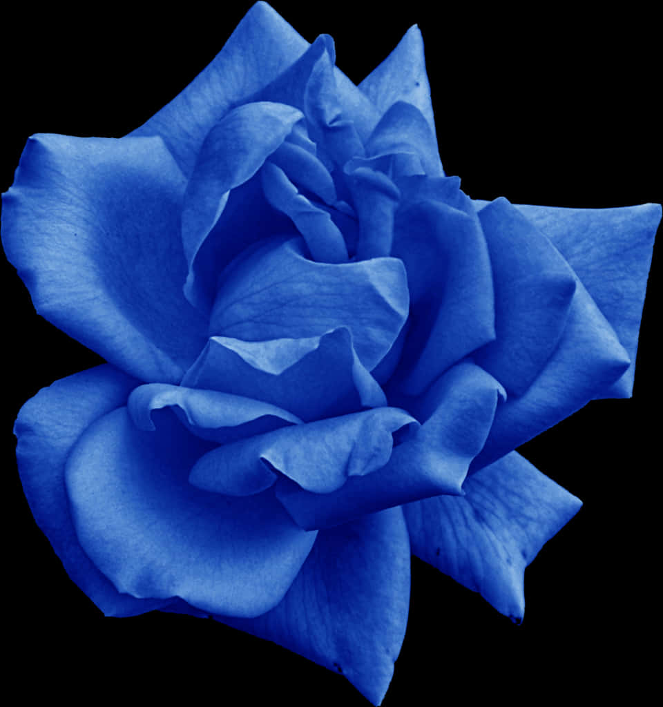 Blue Rose Black Background PNG Image