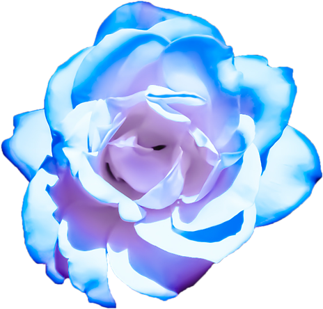 Blue Rose Isolatedon Gray Background.png PNG Image