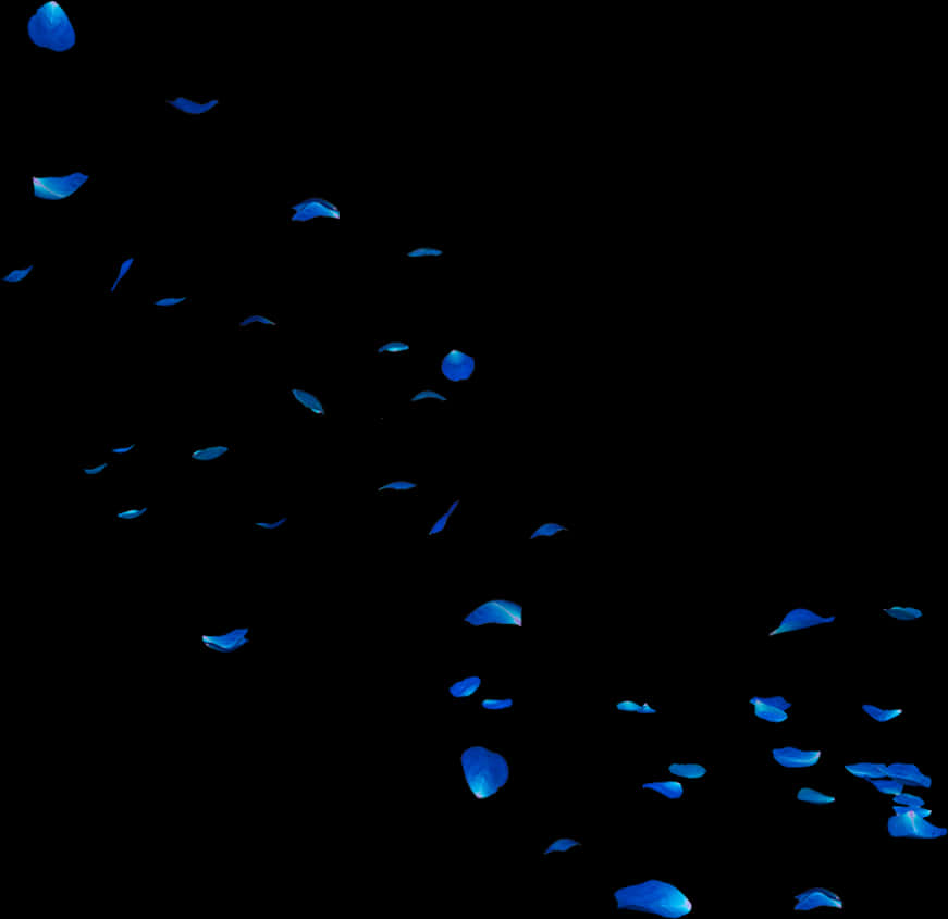 Blue Rose Petals Falling Dark Background PNG Image