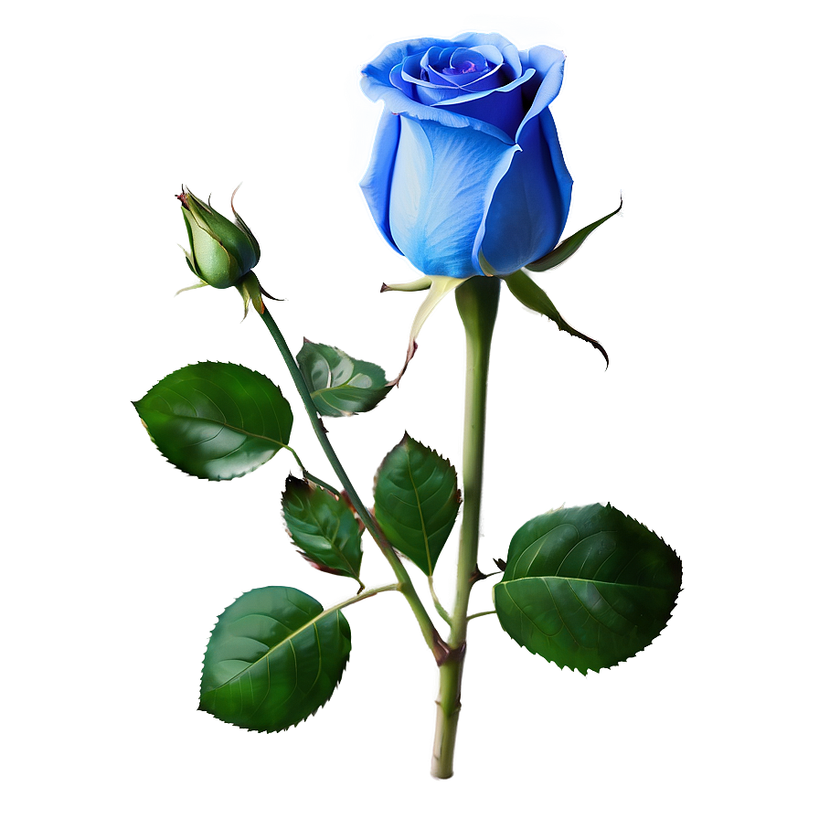 Blue Rose Png Rvp PNG Image