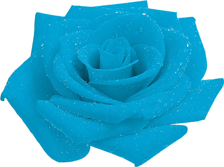 Blue Rosewith Dew Drops.png PNG Image