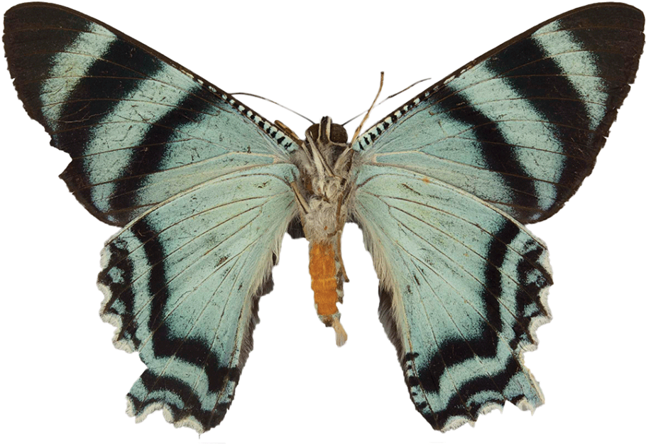 Blue Striped Butterfly Spread Wings PNG Image