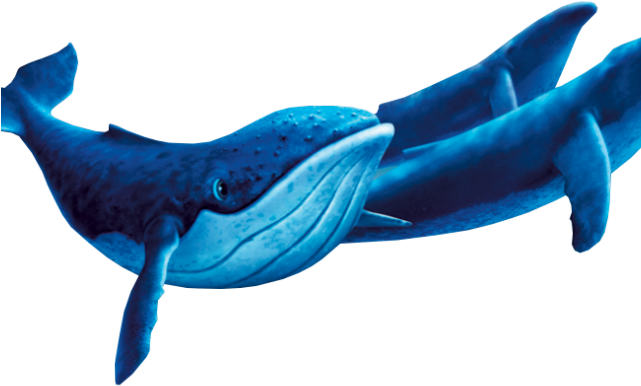 Blue Whale Cartoon Illustration PNG Image