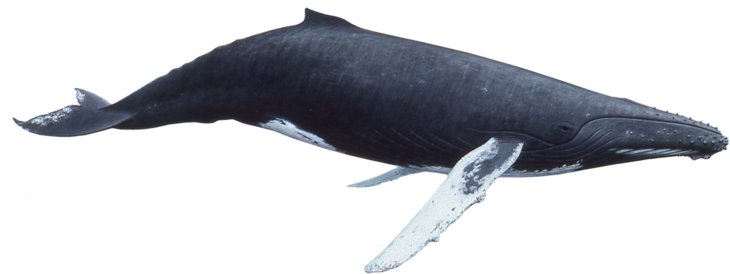 Blue Whale Underwater PNG Image