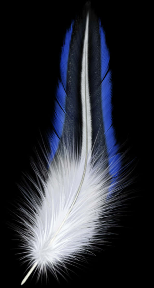 Blueand White Bird Feather PNG Image