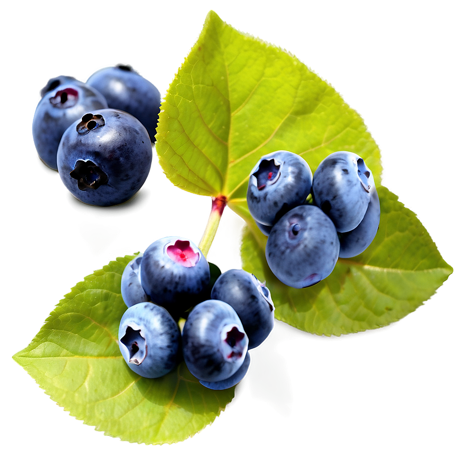 Blueberries In Nature Png Svl18 PNG Image