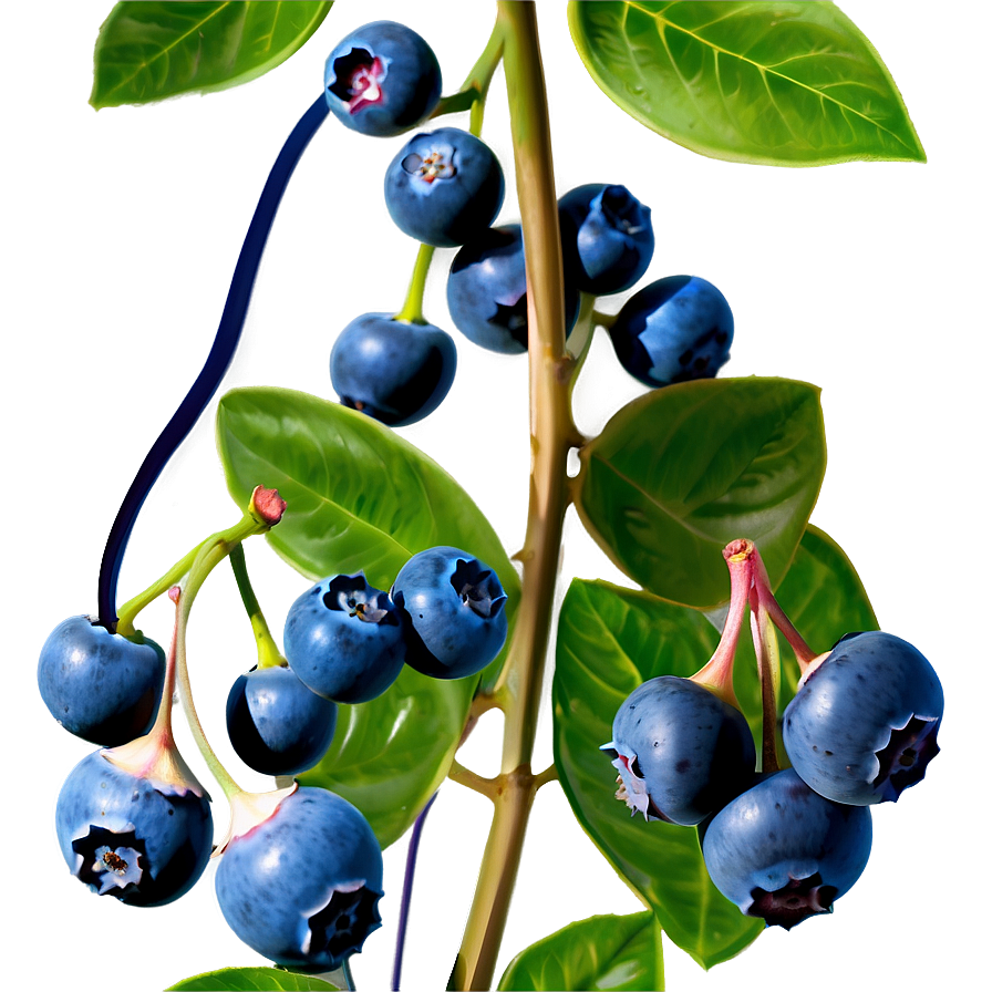 Blueberries On Vine Png Cwj41 PNG Image