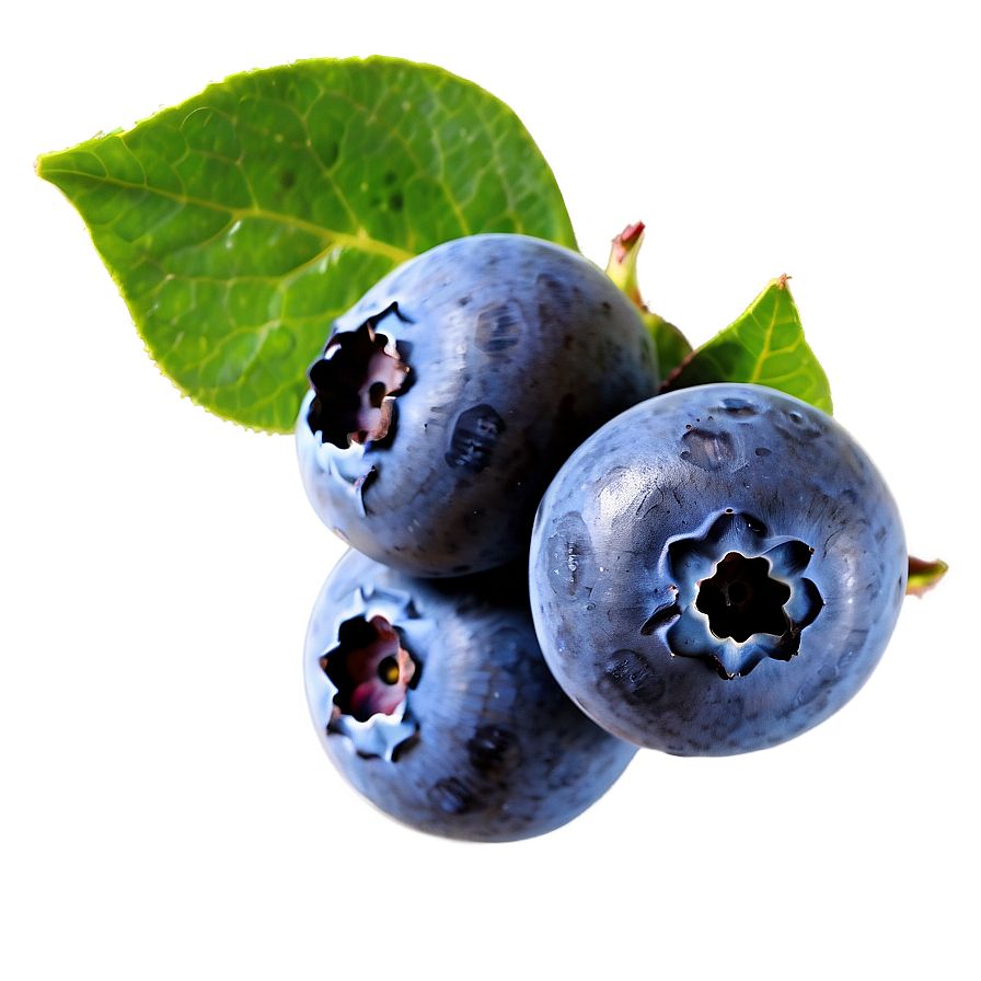 Blueberries On White Png 44 PNG Image