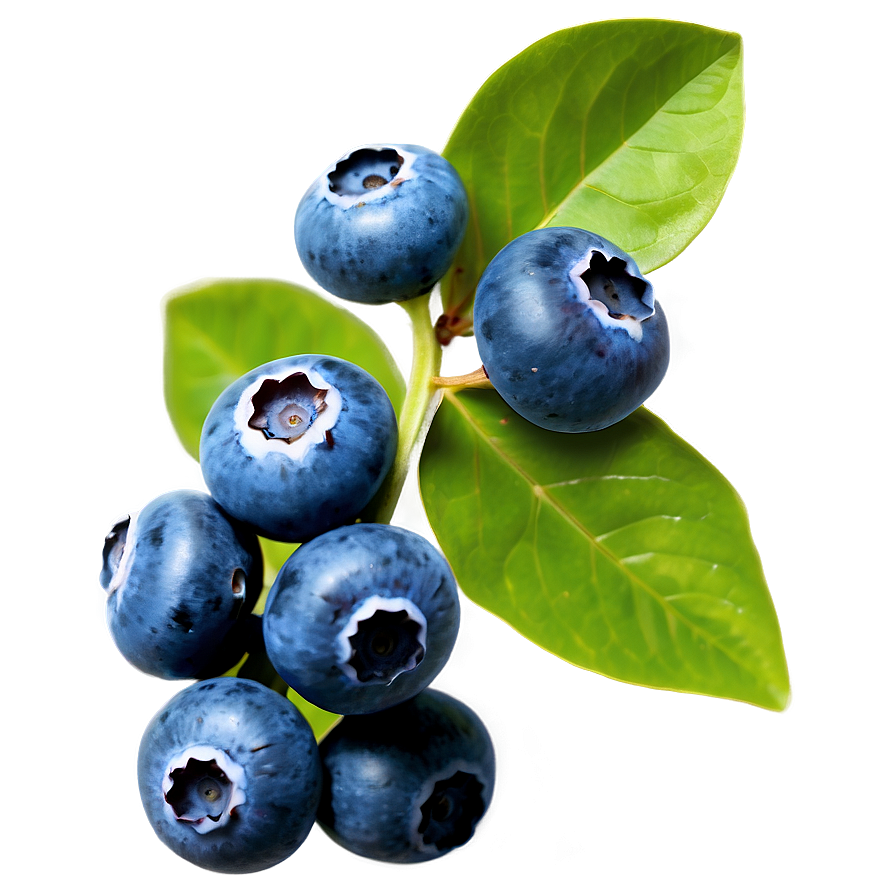 Blueberries With Leaves Png Jsg PNG Image